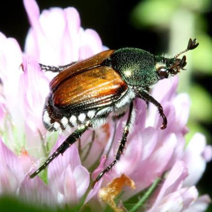 Lo scarabeo che fa paura arriva a Cannes: scatta l’allerta sulla Costa Azzurra Lo scarabeo che fa paura arriva a Cannes: scatta l’allerta sulla Costa Azzurra