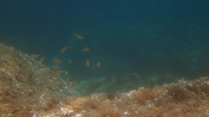 Sottocosta …a cura di Ghjuvan Pasquale Sottocosta …a cura di Ghjuvan Pasquale