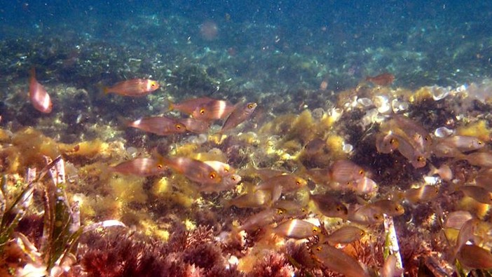 Sottocosta …a cura di Ghjuvan Pasquale Sottocosta …a cura di Ghjuvan Pasquale