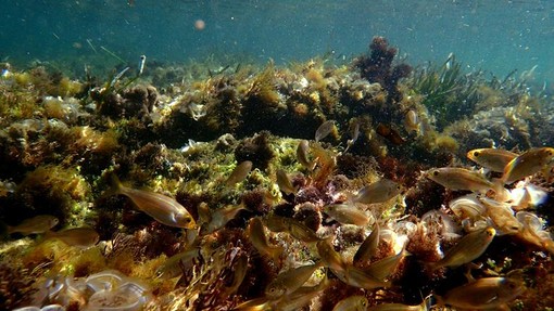 Sottocosta …a cura di Ghjuvan Pasquale Sottocosta …a cura di Ghjuvan Pasquale