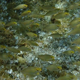 Sottocosta …a cura di Ghjuvan Pasquale