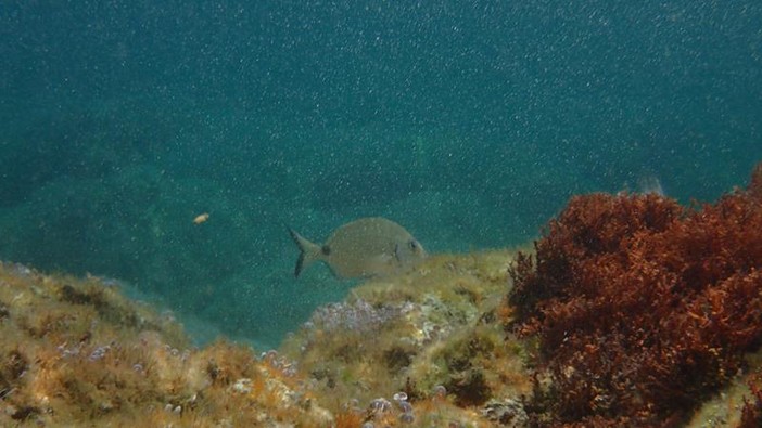 Sottocosta …a cura di Ghjuvan Pasquale Sottocosta …a cura di Ghjuvan Pasquale