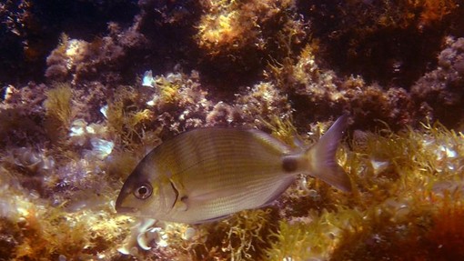 Sottocosta …a cura di Ghjuvan Pasquale