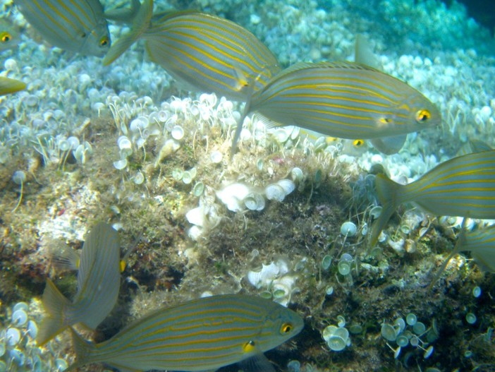 Sottocosta …a cura di Ghjuvan Pasquale