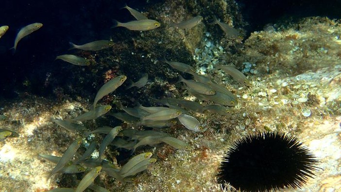 Sottocosta …a cura di Ghjuvan Pasquale