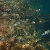 Sottocosta …a cura di Ghjuvan Pasquale Sottocosta …a cura di Ghjuvan Pasquale