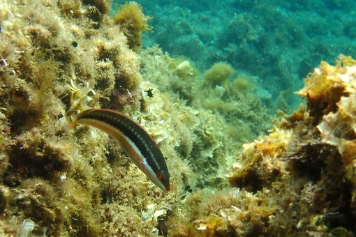 Sottocosta …a cura di Ghjuvan Pasquale Sottocosta …a cura di Ghjuvan Pasquale