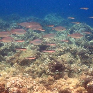 Sottocosta …a cura di Ghjuvan Pasquale