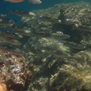 Sottocosta …a cura di Ghjuvan Pasquale