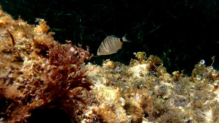 Sottocosta …a cura di Ghjuvan Pasquale