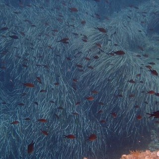 Sottocosta …a cura di Ghjuvan Pasquale