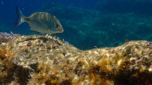 Sottocosta …a cura di Ghjuvan Pasquale