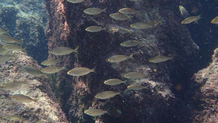 Sottocosta …a cura di Ghjuvan Pasquale Sottocosta …a cura di Ghjuvan Pasquale