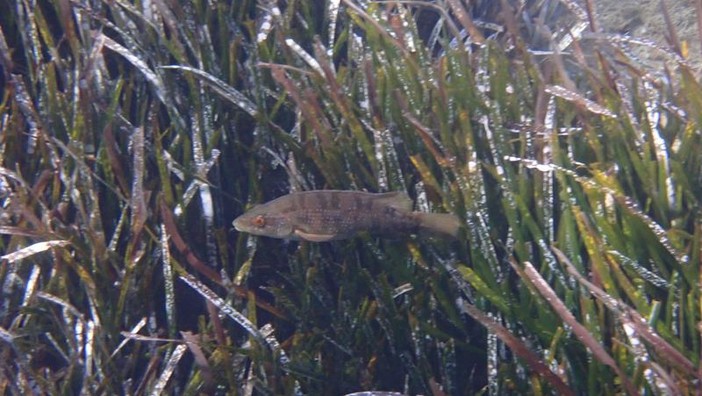 Sottocosta …a cura di Ghjuvan Pasquale