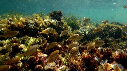 Sottocosta …a cura di Ghjuvan Pasquale Sottocosta …a cura di Ghjuvan Pasquale