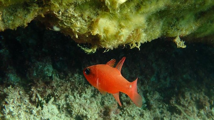 Sottocosta …a cura di Ghjuvan Pasquale Sottocosta …a cura di Ghjuvan Pasquale