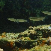 Sottocosta …a cura di Ghjuvan Pasquale