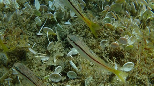 Sottocosta …a cura di Ghjuvan Pasquale