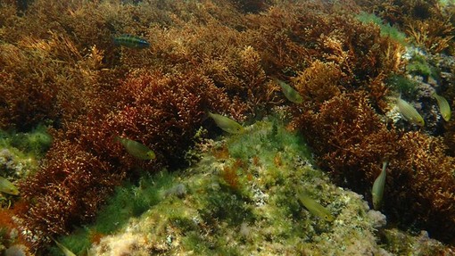 Sottocosta …a cura di Ghjuvan Pasquale Sottocosta …a cura di Ghjuvan Pasquale