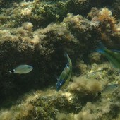 Sottocosta …a cura di Ghjuvan Pasquale Sottocosta …a cura di Ghjuvan Pasquale