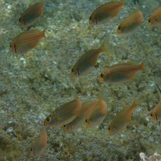 Sottocosta …a cura di Ghjuvan Pasquale