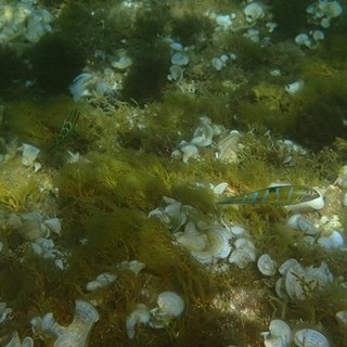 Sottocosta …a cura di Ghjuvan Pasquale