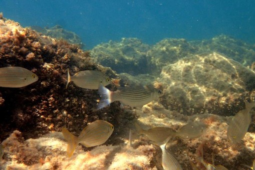 Sottocosta …a cura di Ghjuvan Pasquale