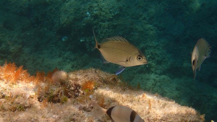 Sottocosta …a cura di Ghjuvan Pasquale Sottocosta …a cura di Ghjuvan Pasquale