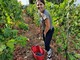 Settembre: Tradizione, amore e passione: si vendemmia sulle colline di Bellet Settembre: Tradizione, amore e passione: si vendemmia sulle colline di Bellet