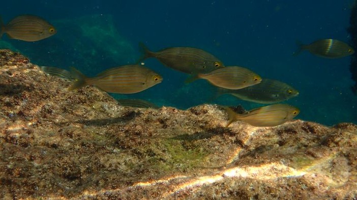 Sottocosta …a cura di Ghjuvan Pasquale