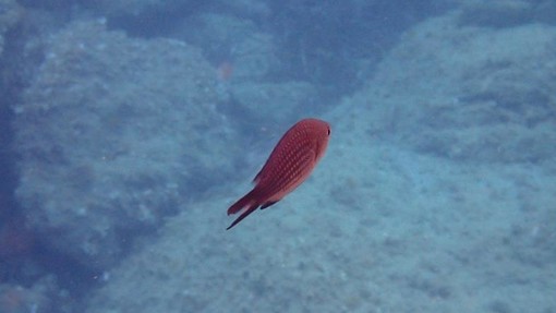 Sottocosta …a cura di Ghjuvan Pasquale Sottocosta …a cura di Ghjuvan Pasquale