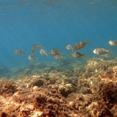 Sottocosta …a cura di Ghjuvan Pasquale Sottocosta …a cura di Ghjuvan Pasquale