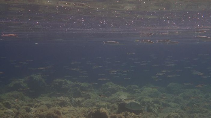 Sottocosta …a cura di Ghjuvan Pasquale