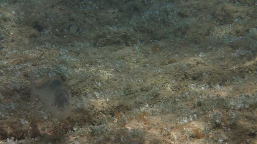 Sottocosta …a cura di Ghjuvan Pasquale Sottocosta …a cura di Ghjuvan Pasquale