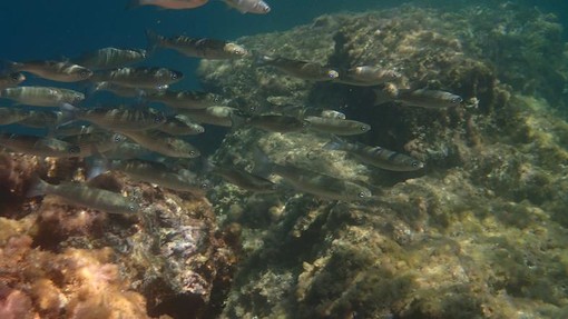 Sottocosta …a cura di Ghjuvan Pasquale Sottocosta …a cura di Ghjuvan Pasquale