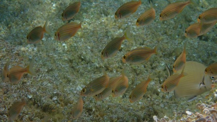 Sottocosta …a cura di Ghjuvan Pasquale