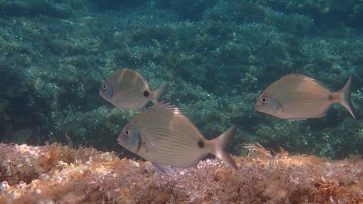 Sottocosta …a cura di Ghjuvan Pasquale Sottocosta …a cura di Ghjuvan Pasquale