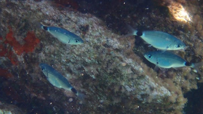 Sottocosta …a cura di Ghjuvan Pasquale Sottocosta …a cura di Ghjuvan Pasquale