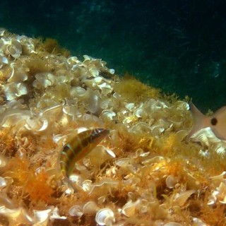 Sottocosta …a cura di Ghjuvan Pasquale Sottocosta …a cura di Ghjuvan Pasquale