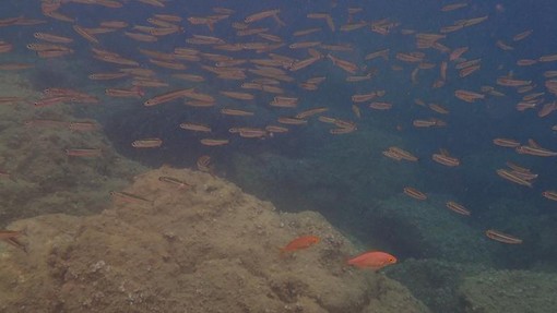 Sottocosta …a cura di Ghjuvan Pasquale Sottocosta …a cura di Ghjuvan Pasquale