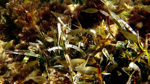 Sottocosta …a cura di Ghjuvan Pasquale