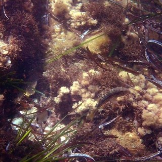 Sottocosta …a cura di Ghjuvan Pasquale