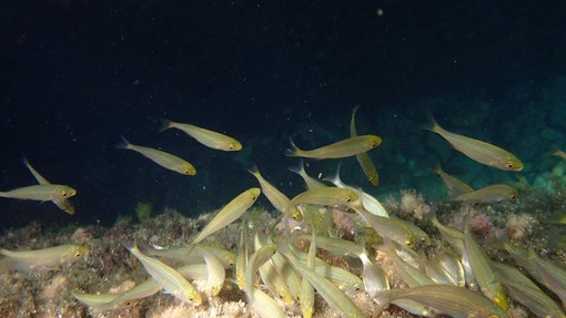 Sottocosta …a cura di Ghjuvan Pasquale Sottocosta …a cura di Ghjuvan Pasquale