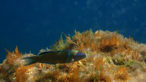 Sottocosta …a cura di Ghjuvan Pasquale Sottocosta …a cura di Ghjuvan Pasquale