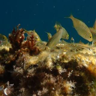 Sottocosta …a cura di Ghjuvan Pasquale