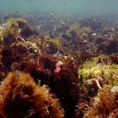 Sottocosta …a cura di Ghjuvan Pasquale