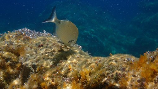 Sottocosta …a cura di Ghjuvan Pasquale Sottocosta …a cura di Ghjuvan Pasquale