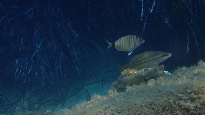 Sottocosta …a cura di Ghjuvan Pasquale Sottocosta …a cura di Ghjuvan Pasquale