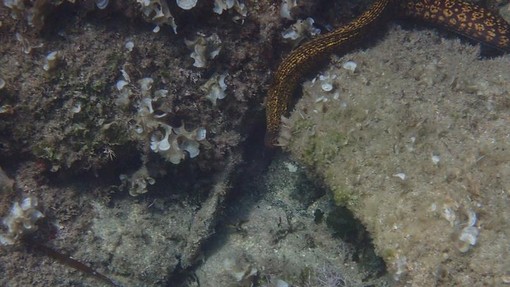 Sottocosta …a cura di Ghjuvan Pasquale