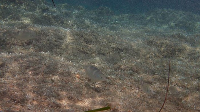 Sottocosta …a cura di Ghjuvan Pasquale